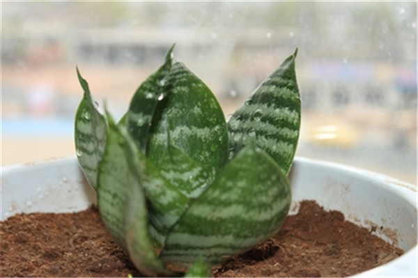 虎皮兰长高秘诀怎么养爆盆快 虎皮兰几月份可以扦插快速繁殖方法