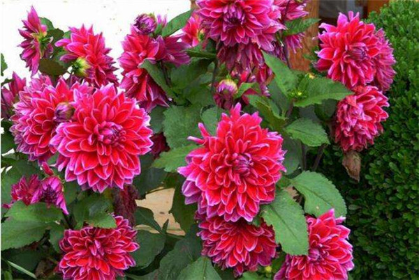 大丽花哪个品种最好看花语是什么 大丽花的块根什么时候种植最好