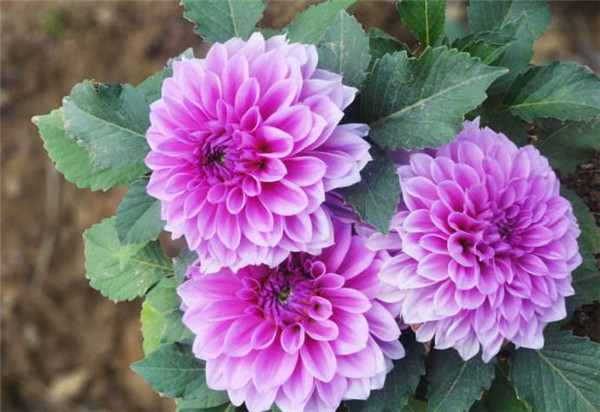 大丽花哪个品种最好看花语是什么 大丽花的块根什么时候种植最好