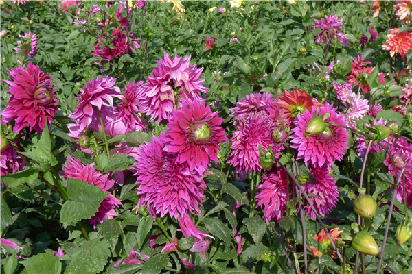 大丽花哪个品种最好看花语是什么 大丽花的块根什么时候种植最好