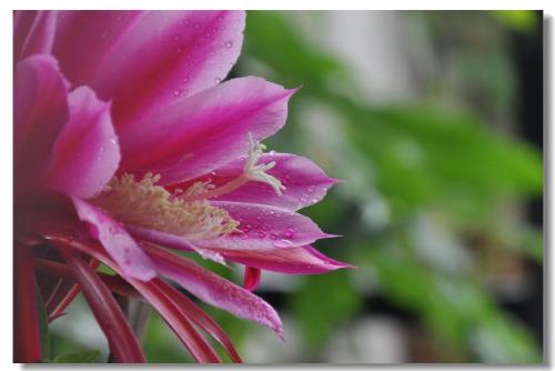 令箭荷花可以吃吗有什么作用和功效 令箭荷花还有这些好处