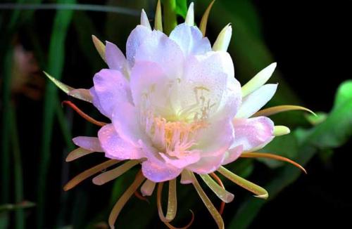 令箭荷花可以吃吗有什么作用和功效 令箭荷花还有这些好处