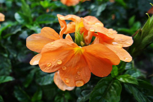 鸟尾花怎么养生长习性介绍 鸟尾花养殖方法及注意事项有哪些