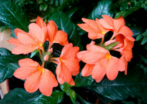 鸟尾花怎么养生长习性介绍 鸟尾花养殖方法及注意事项有哪些