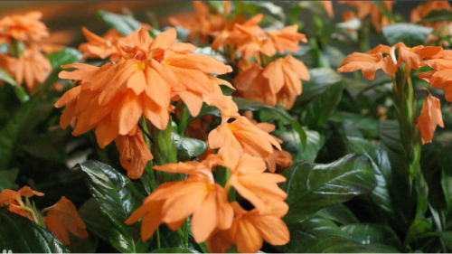 鸟尾花怎么养生长习性介绍 鸟尾花养殖方法及注意事项有哪些