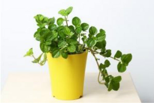 ������Ҷ�ӱ�Ե�����ô����  ������Ҷ�ӷ��ڿ�����������