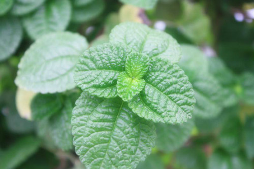 ������Ҷ�ӱ�Ե�����ô����  ������Ҷ�ӷ��ڿ�����������