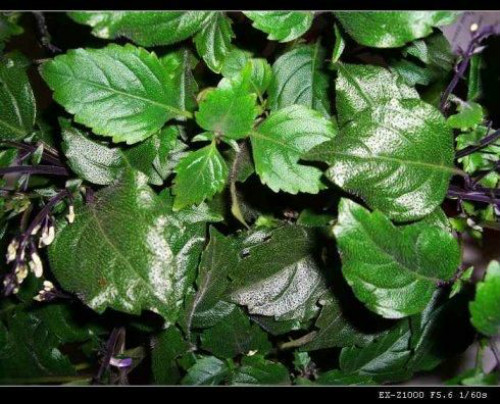 ������Ҷ�ӱ�Ե�����ô����  ������Ҷ�ӷ��ڿ�����������