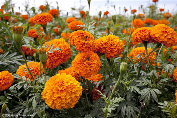 家养万寿菊怎么种植什么时候开花 你不得不知道的万寿菊的栽培方法