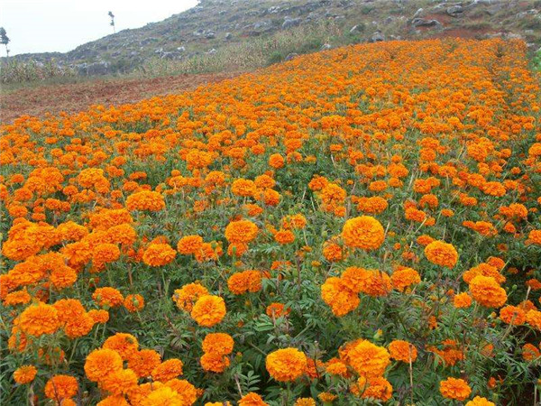 家养万寿菊怎么种植什么时候开花 你不得不知道的万寿菊的栽培方法