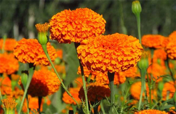 家养万寿菊怎么种植什么时候开花 你不得不知道的万寿菊的栽培方法