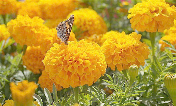 家养万寿菊怎么种植什么时候开花 你不得不知道的万寿菊的栽培方法