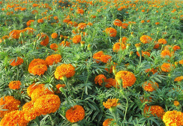 家养万寿菊怎么种植什么时候开花 你不得不知道的万寿菊的栽培方法