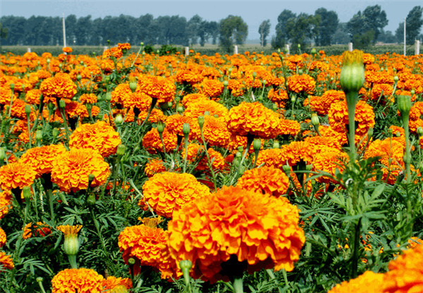 家养万寿菊怎么种植什么时候开花 你不得不知道的万寿菊的栽培方法