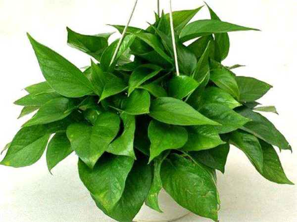 绿萝有邪气是真的吗 家里养绿萝风水好不好摆放位置有哪些讲究