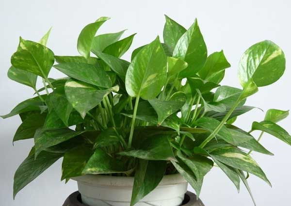 绿萝有邪气是真的吗 家里养绿萝风水好不好摆放位置有哪些讲究