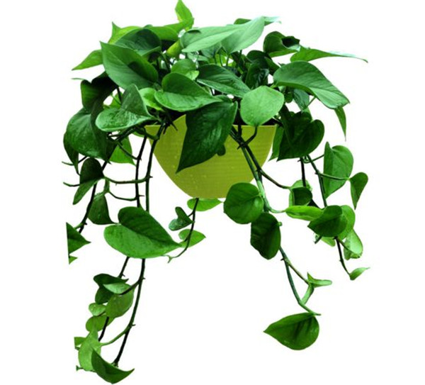 绿萝有邪气是真的吗 家里养绿萝风水好不好摆放位置有哪些讲究