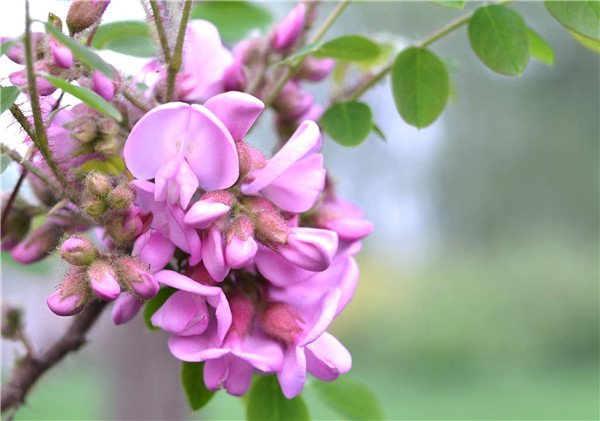 紫藤花适合家里种植吗寓意是什么意思 庭院有紫藤风水好不好风水位置