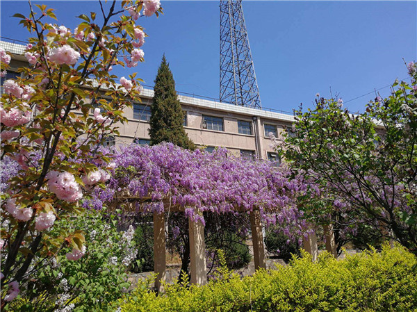 紫藤花适合家里种植吗寓意是什么意思 庭院有紫藤风水好不好风水位置