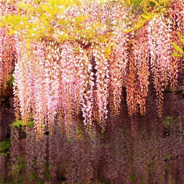 紫藤花适合家里种植吗寓意是什么意思 庭院有紫藤风水好不好风水位置