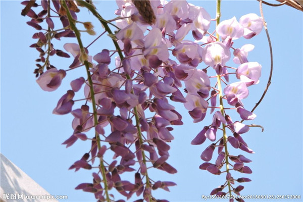 紫藤花适合家里种植吗寓意是什么意思 庭院有紫藤风水好不好风水位置