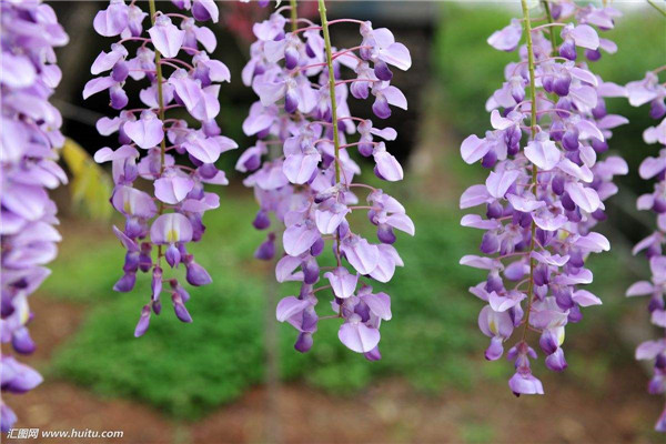 紫藤花适合家里种植吗寓意是什么意思 庭院有紫藤风水好不好风水位置