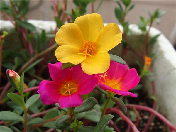 午时花是中午开花吗花语是什么 你知道午时花为什么会在十二点开花吗