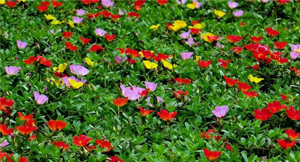 午时花是中午开花吗花语是什么 你知道午时花为什么会在十二点开花吗