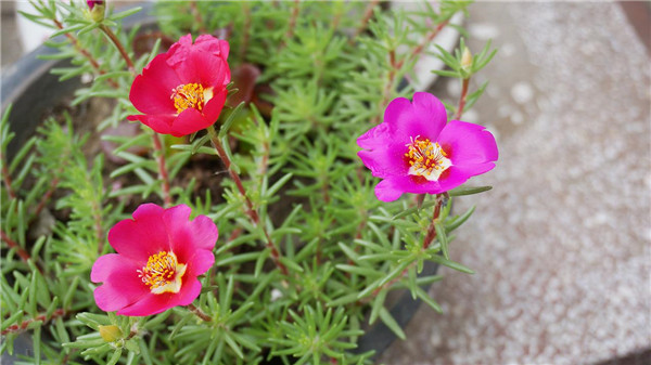 午时花是中午开花吗花语是什么 你知道午时花为什么会在十二点开花吗