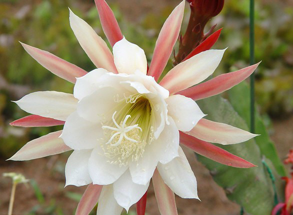 令箭荷花干瘪怎么办 令箭荷花叶子皱我们这么做就行