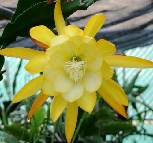 令箭荷花干瘪怎么办 令箭荷花叶子皱我们这么做就行