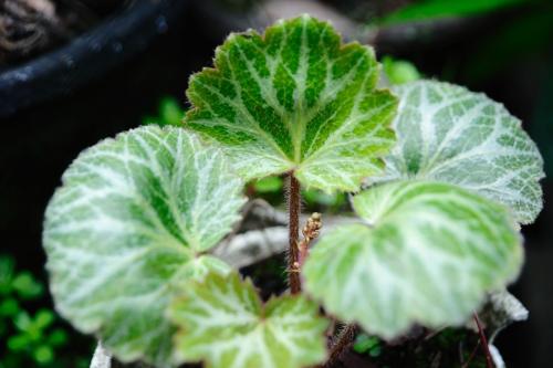 虎耳草好养吗怎么养才好 虎耳草的养殖方法和注意事项在这里