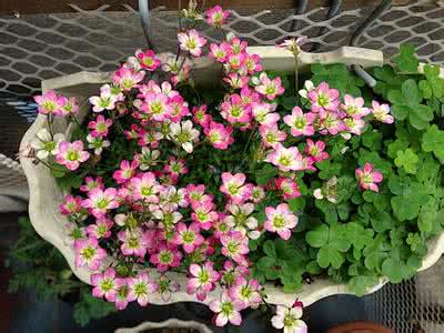 虎耳草好养吗怎么养才好 虎耳草的养殖方法和注意事项在这里