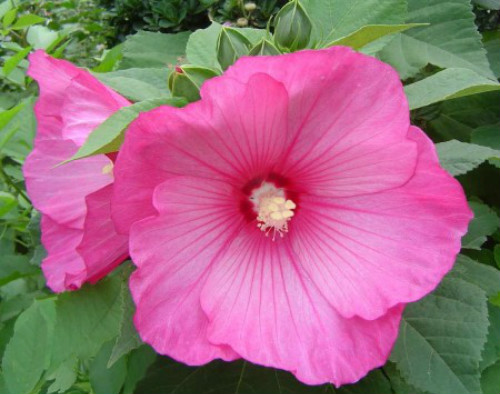 ܽ�ؿ���ô��ֲ���ÿ�  ܽ�ؿ��ķ�ֳ������ע���������