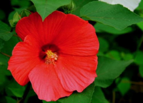 ܽ�ؿ���ô��ֲ���ÿ�  ܽ�ؿ��ķ�ֳ������ע���������