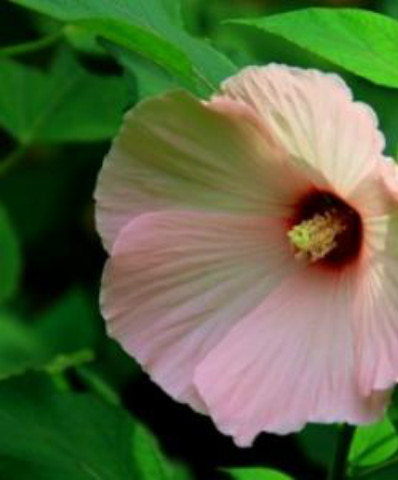 ܽ�ؿ���ô��ֲ���ÿ�  ܽ�ؿ��ķ�ֳ������ע���������