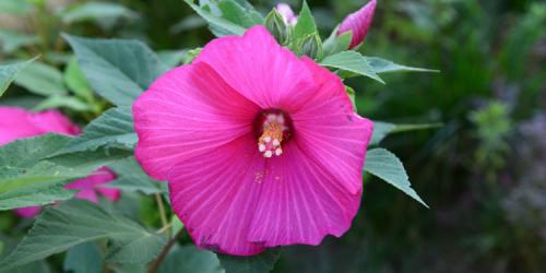 ܽ�ؿ���ô��ֲ���ÿ�  ܽ�ؿ��ķ�ֳ������ע���������