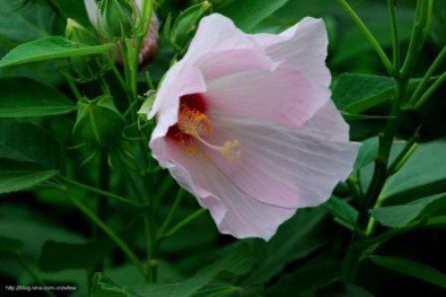 ܽ�ؿ���ô��ֲ���ÿ�  ܽ�ؿ��ķ�ֳ������ע���������