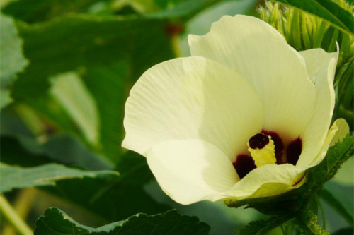 ܽ�ؿ��Ĺ�Ч����������Щ  ܽ�ؿ�ҩ�ü�ֵ����