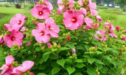 ܽ�ؿ��Ĺ�Ч����������Щ  ܽ�ؿ�ҩ�ü�ֵ����