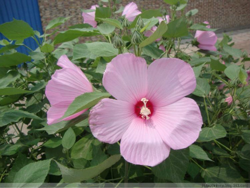 ܽ�ؿ��Ĺ�Ч����������Щ  ܽ�ؿ�ҩ�ü�ֵ����