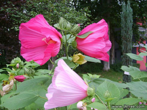 ܽ�ؿ��Ĺ�Ч����������Щ  ܽ�ؿ�ҩ�ü�ֵ����