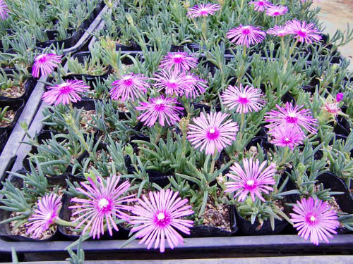 松叶菊什么时候开花 松叶菊不开花怎么办解决方法介绍