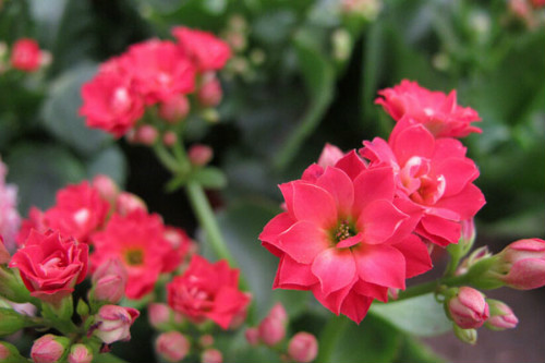 ���ٻ�Ҷ�ӷ��Ʒ�����ô�� ���ٻ�Ҷ�ƿ�������Щԭ���µ�