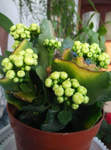 ���ٻ�Ҷ�ӷ��Ʒ�����ô�� ���ٻ�Ҷ�ƿ�������Щԭ���µ�