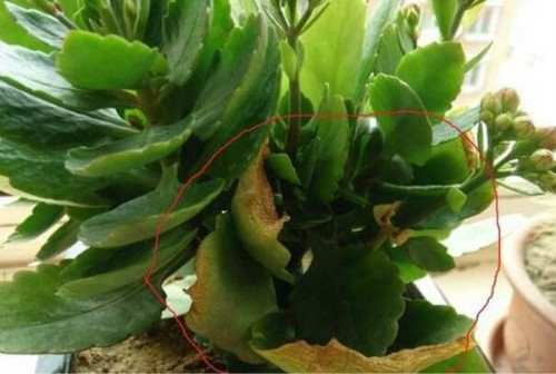 ���ٻ�Ҷ�ӷ��Ʒ�����ô�� ���ٻ�Ҷ�ƿ�������Щԭ���µ�