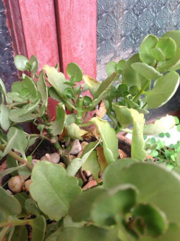 ���ٻ�Ҷ�ӷ��Ʒ�����ô�� ���ٻ�Ҷ�ƿ�������Щԭ���µ�