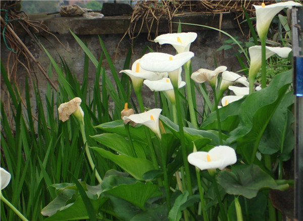 马蹄莲冬天怎么养不会死 你不得不知道的冬季家庭养殖马蒂莲的方法