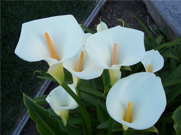 马蹄莲冬天怎么养不会死 你不得不知道的冬季家庭养殖马蒂莲的方法