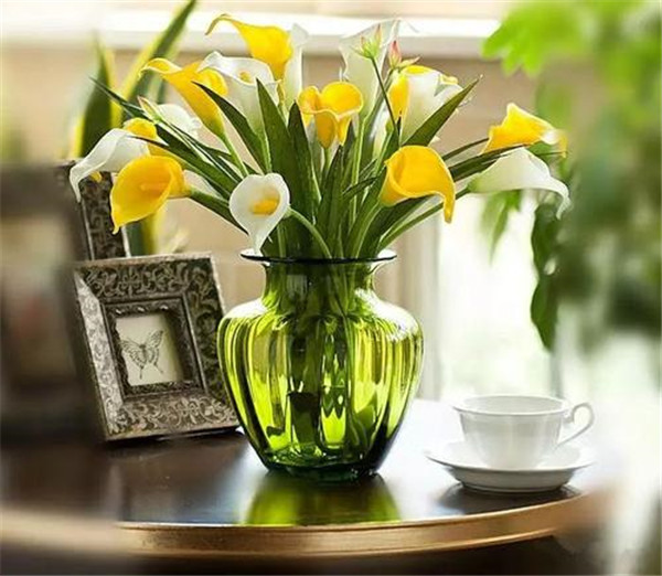 马蹄莲冬天怎么养不会死 你不得不知道的冬季家庭养殖马蒂莲的方法